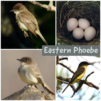Eastern Phoebe